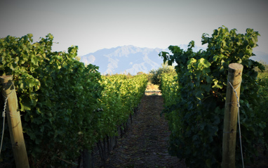 Entre les rangs de vignes