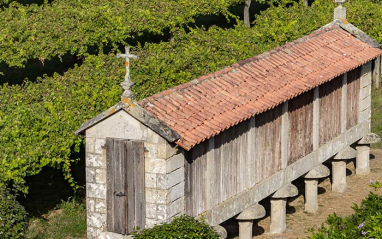 Vista de los viñedos 