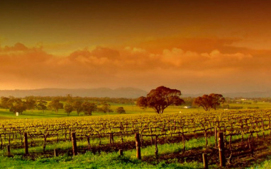 Extenso paisaje de viñedos