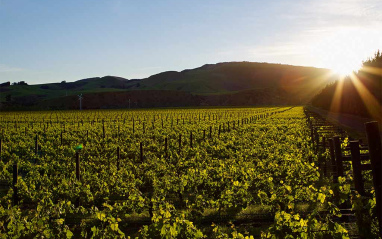 Paisaje de viñedos de Waipara Valley