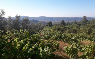 Viñedos en Sierra de Gata