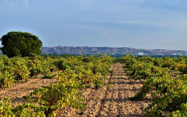 Viñedos de Apóstata