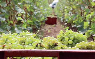 Detalle de las uvas recolectadas