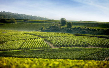 Panorámica del viñedo