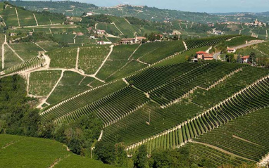 Viñedos en el Piamonte de Pio Cesare