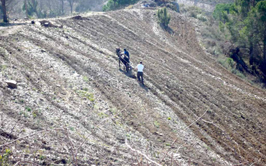 Mula realizando labores de campo en costers