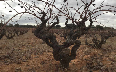 Viñedos de Bobal plantados en pie franco (prefiloxéricos) 