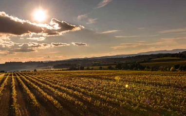 Viñedos adscritos a la D.O. Penedès