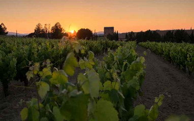 Atarceder en el viñedo de Espiells