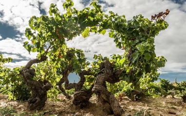 Viñedos en Quel, Rioja