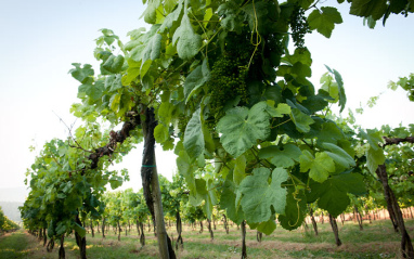 Viñas de Alvarinho y Loureiro