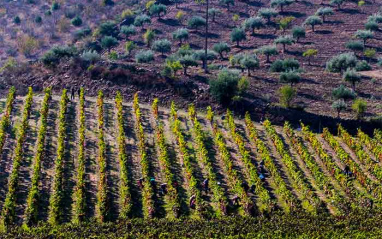 Panorámica del viñedo