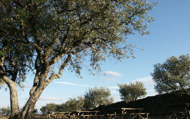 Olivos que crecen en la viña