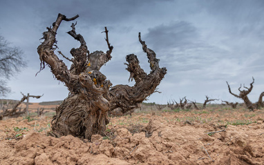 Cepa vieja de Tempranillo