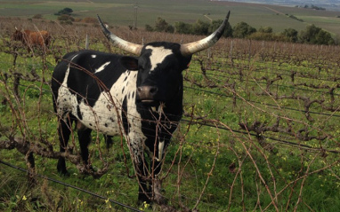 Los viñedos forman parte de una antigua granja