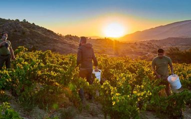 Atardece en el viñedo