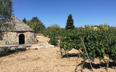 Trullo junto al viñedo