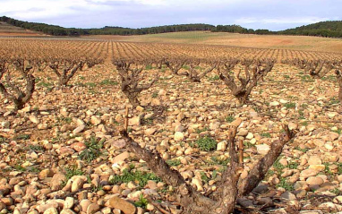 Viñedo en Castilla y León