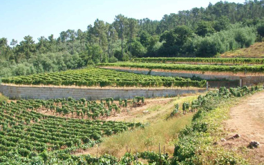 Vista general del viñedo O Troque