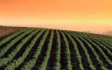 Viñas al atardecer