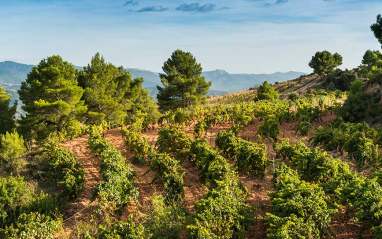 Viñedo de Celler Scala Dei