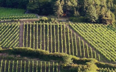 Viñedos de Domaine Schieferkopf