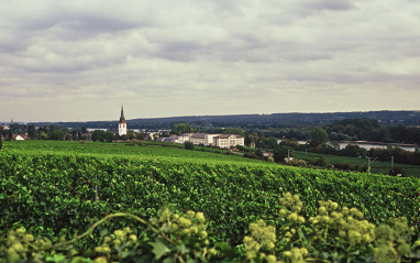 Las viñas de Schloss Reinhartshausen