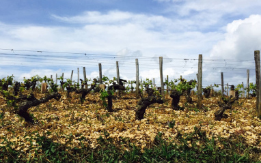 Viñas de vaso recién brotadas en el Domaine Serge Laloue