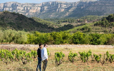 Panorámica del viñedo