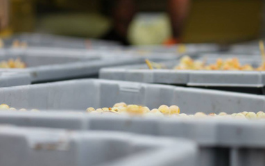 Vendimia 2015 Vendimia 2015