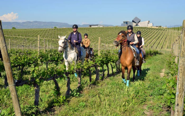 Paseo a caballo por el viñedo