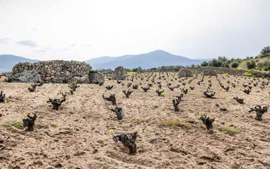 Cepas de Albillo