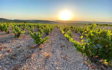 Los viñedos de Stratum Wines