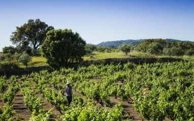 Las cepas de Susana Esteban en el Alentejo.