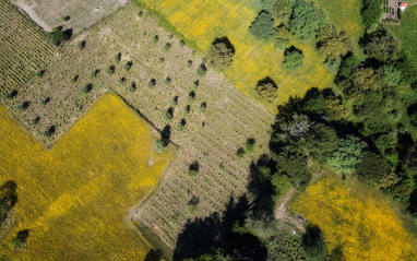 Los viñedos del Alentejo se encuentran en el corazón de Portugal.