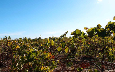 Vista de viñedos de la bodega