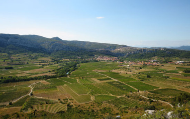 Viñedos desde las alturas