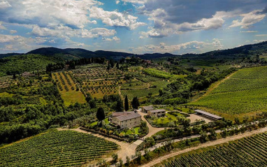 Vista general del viñedo.