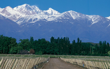 Panorámica de la zona de los viñedos