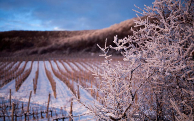 Invierno en las viñas