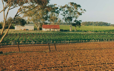 Viñedos de Torbreck