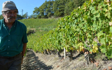 Viñedos de bodega Toso