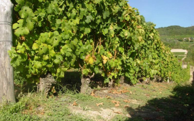 Viñedos de bodega Toso