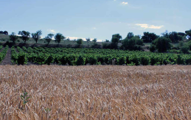 Vista del paisaje de Mucientes