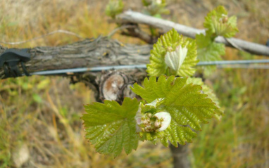 Detalle de viñedo