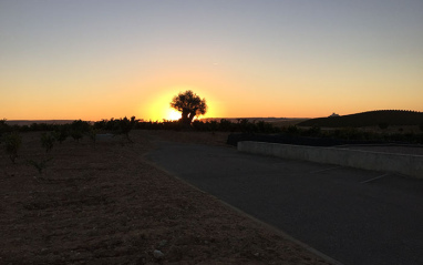 Atardecer en el viñedo