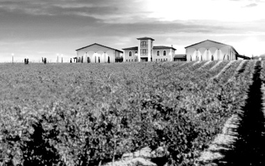 Imagen de los viñedos con la bodega al fondo