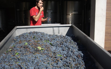 Llegada de la uva a bodega.