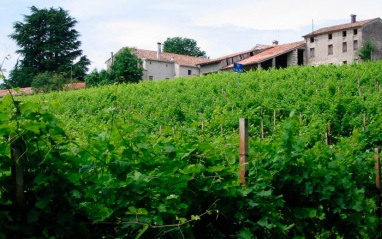 Viñedo con bodega al fondo