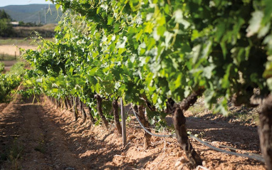 Viñedos en la finca